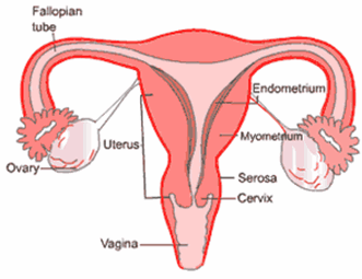 http://cancerhelps.info/images/anatomi-rahim-wanita.gif